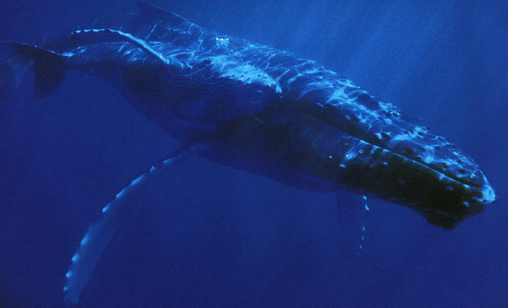 Las ballenas son mamferos cetceos.
