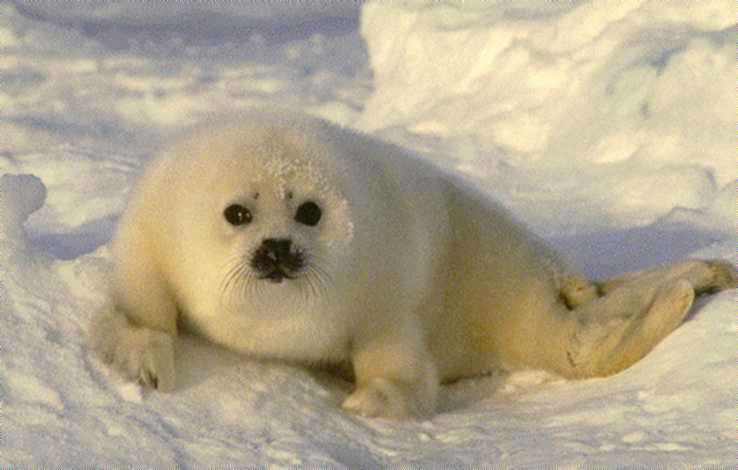 La gran cantidad de grasa que posee una foca, asla del fro