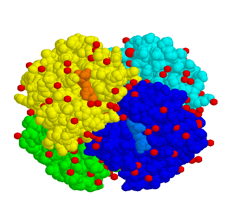 La hemoglobina est formada por cuatro protenas globulares. Imagen de http://www.ac-orleans-tours.fr/svt/theme4/mol/hbn2.gif