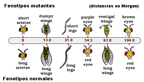 La mosca de la fruta, Drosophila melanogaster, es uno de los seres vivos que ms mutaciones ha producido para el estudio de la gentica. Tomada de www.cramersoftware.com