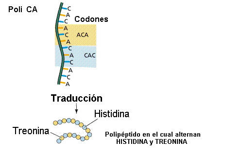 El cdigo gentico es la correspondencia entre los codones del RNA-mensajero y los aminocidos. Tomada de www.efn.uncor.edu