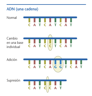 Tipos de mutaciones gnicas. Tomada de press2.nci.nih.gov/sciencebehind/cancersp