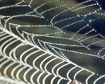 Los filamentos de las telas de araa estn hechos son una protina filamentosa. Tomado de jan.ucc.nau.edu