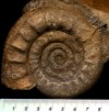 Ammonite sin clasificar