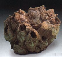 Balanus concavus. Mioceno