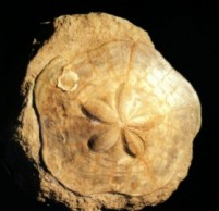 Clypeaster marginatus - Mioceno-Mula