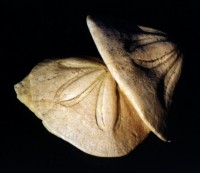 Clypeaster Reidii - Mioceno-Mula