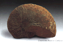 Cymatoceras radiatum. cretácico