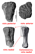 Diversas vistas del primer metacarpo izquierdo 
del saurpodo de Murcia, comparado con el de Camarasaurus del Jursico 
Superior de estados Unidos (modificado de Canudo et al., 2004) - Pulsar para ampliar