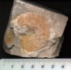 Neocomites neocomiensis - Cretcico - Fortuna
