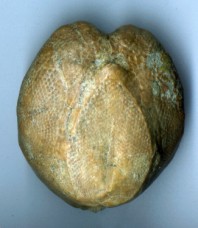 plioceno-Mazarron (Murcia)