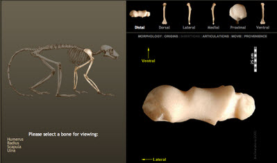 Interactive Model Skeletons