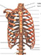 huesos del torax
