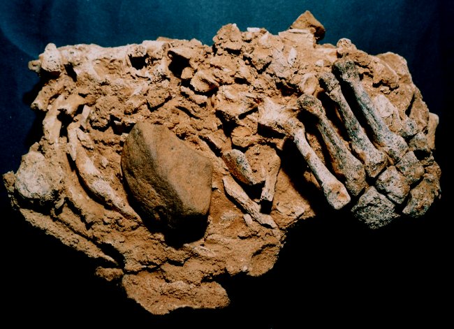 Pie izquierdo de un Neandertal de la cueva del Sidrn (Asturias)