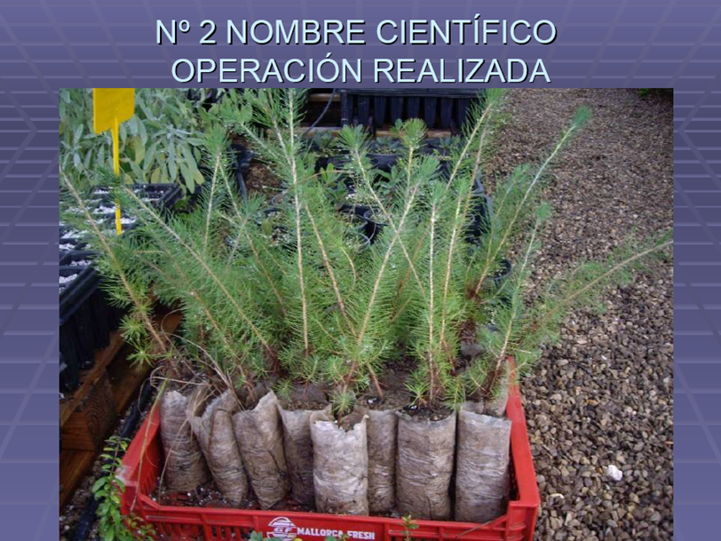 C:\\\\Documents and Settings\\\\forestal1\\\\Escritorio\\\\Nueva carpeta\\\\Examen Produccion Plantas.png