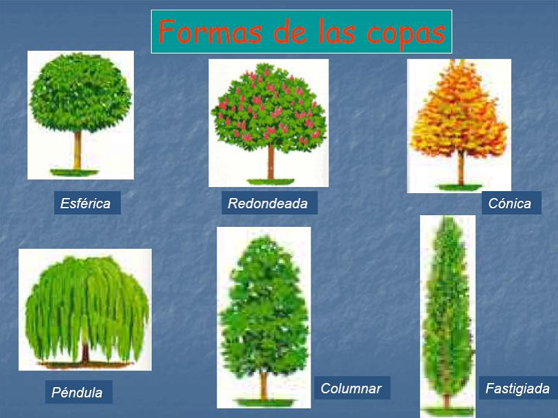 C:\\Documents and Settings\\forestal1\\Escritorio\\Nueva carpeta\\arboles jardines.jpg