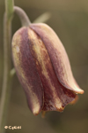 FRITILLARIA (Fritillaria hispanica)
