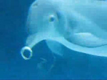 Delfines jugando con delfines circulares