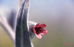 Cynoglossun cheirifolium