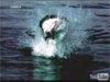 Ataque Tiburón (fragmento BBC)
