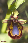 ESPEJO DE VENUS (Ophrys speculum)