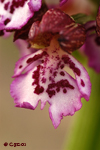 ORQUÍDEA DE DAMA (Orchis purpurea)