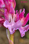 ORQUÍDEA MARIPOSA (Orchis papilionacea)