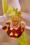 Orquídea abejera o de la sonrisa (Ophrys apifera)