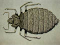 4. Insecto que anida en las paredes de las habitaciones y por las noches salta a las camas. Se alimenta de sangre y vuelve a las paredes durante el día.