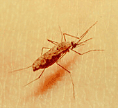 Mosquito Anpheles, transmite la Malaria