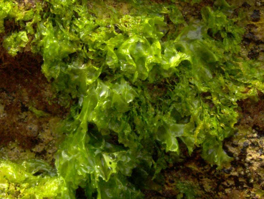 Algas verdes sujetas en las rocas. Imagen: De Mier y Leva.