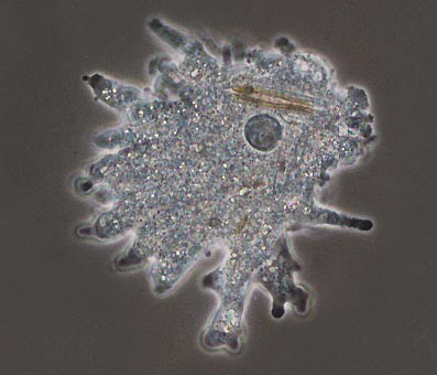 Las amebas emiten pseudpodos