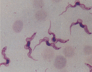 El protozzo Trypanosoma gambiense es un parsito que transmite la enfermedad del sueo