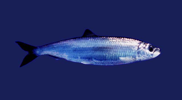 Los peces poseen unos riones muy primitivos que recorren dorsalmente todo su cuerpo