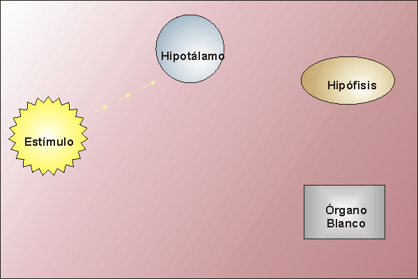 Funcionamiento del eje hipotalamo-hipofisario