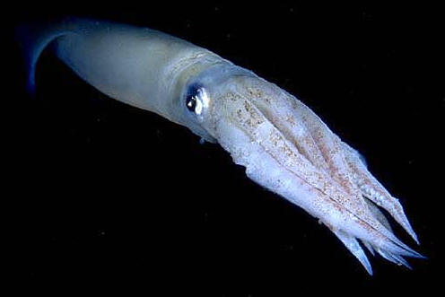 El sistema nervioso de cefalpodos, como el calamar, es el ms evolucionado de los Moluscos