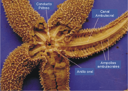 Anatoma interna de una estrella de mar