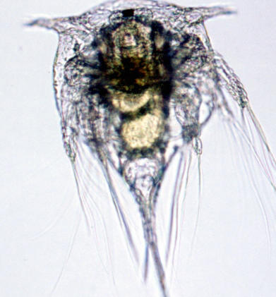Larva nauplius de crustceos