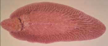 Fasciola hepatica es un gusano plano.