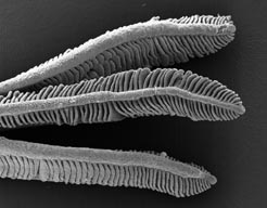 Estructura de las branquias de un pez vista al mciroscopio electrnico