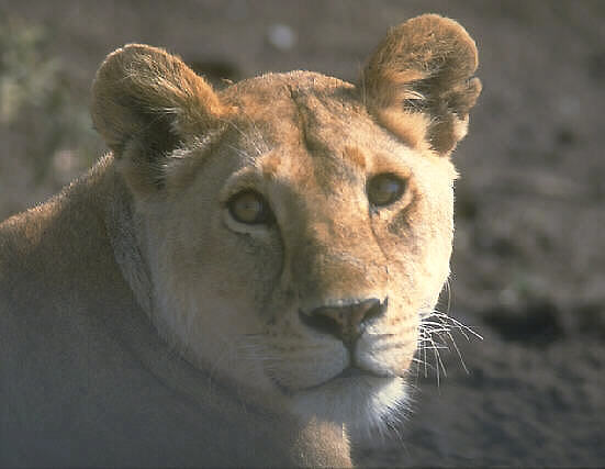 La aguda visin de una leona cazadora precisa de un sistema nervioso que procese lo observado