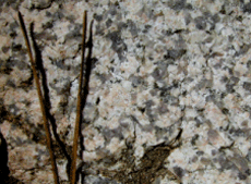 Roca magmtica: granito  (fotografa de Juan Gabriel Morcillo y Teresa Prez)