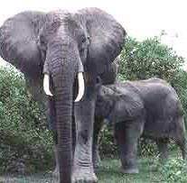 Mamfero, elefante, perteneciente al Reino Animales