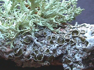Los lquenes son el resultado de una relacin simbitica entre hongos y algas