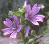 Malva sylvestris es una planta Coriptala de la familia Malvaceae