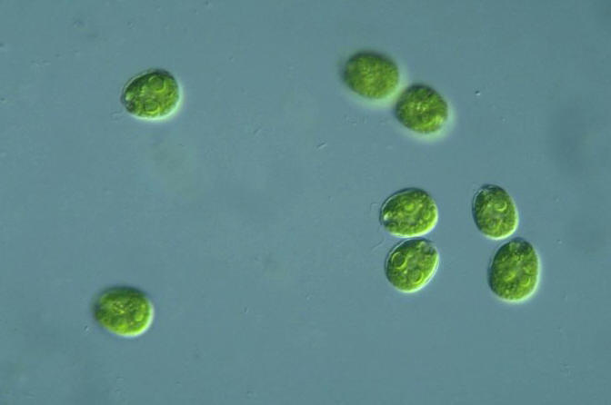Alga unicelular, Chlamidomonas