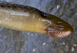 Petromizon marinus es la lamprea marina. Pertenece a la clase Ciclstomos. Observa la forma de embudo de su boca.