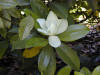 Magnolia grandiflora es una Coriptala del orden Ranales, de la familia Magnoliacea