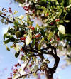 El murdago,  es una planta Coriptala, del orden Santalales, de la familia Lorantaceae