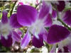 Las orqudeas son plantas Microspermas, de la familia Orchidaceae